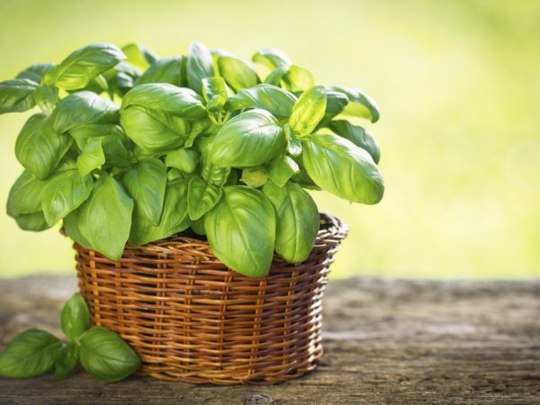 Organic basil plant in the basket on the wooden table