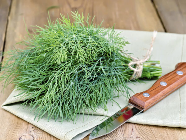 Bundle of dill, tied with twine, with a knife and a napkin on the background of wooden boards