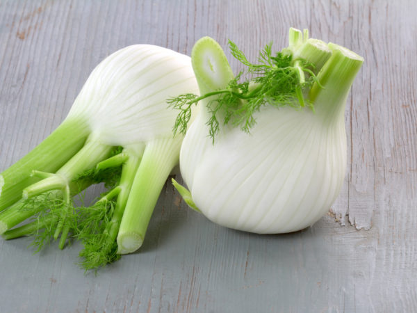 two fresh fennels isolated on wooden background