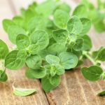 Close up of fresh oregano on wooden bacground, selective focus