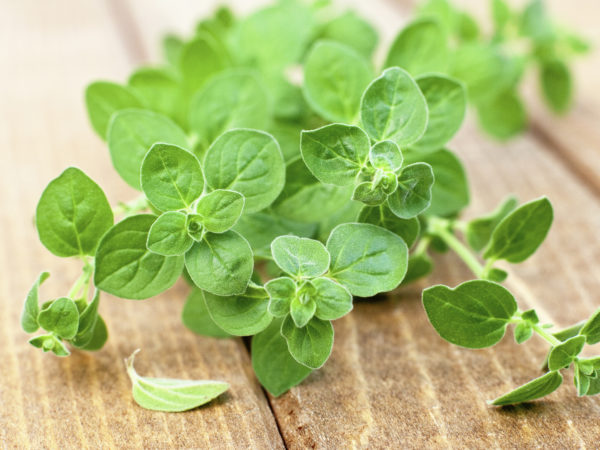 Close up of fresh oregano on wooden bacground, selective focus