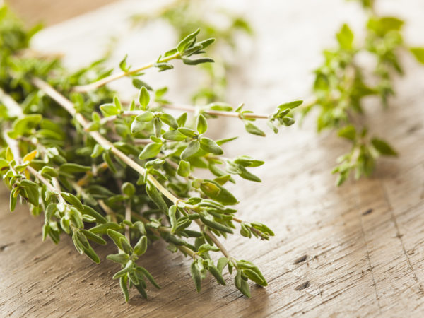 Raw Organic Green Thyme in a Bunch