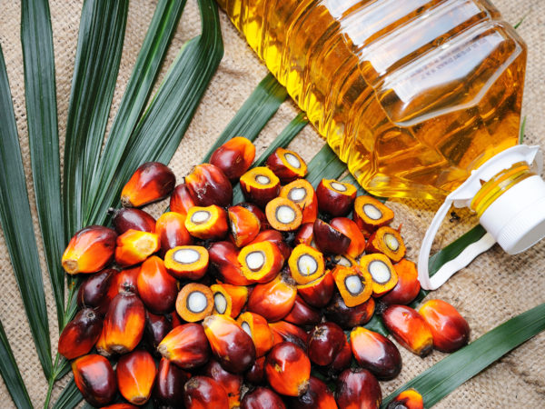 Close up of fresh oil palm fruits and cooking oil, selective focus.