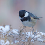 Bird balanced on branch in winter.