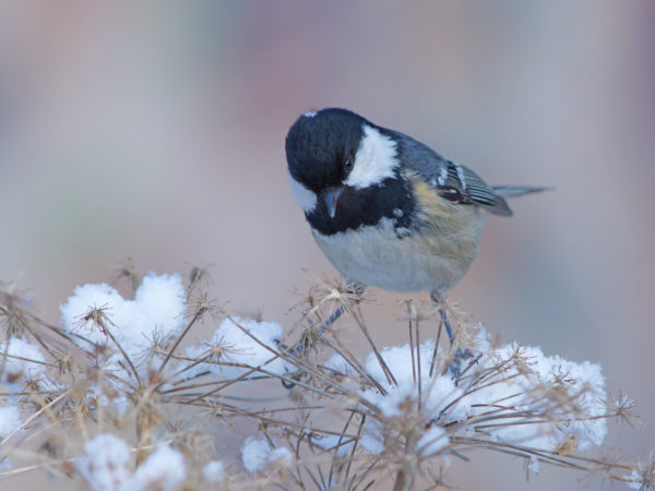 Bird balanced on branch in winter.