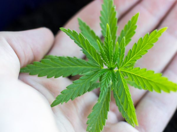 Can Cannabis Help Control Obesity? | Diets & Weight Loss | Andrew Weil, M.D.