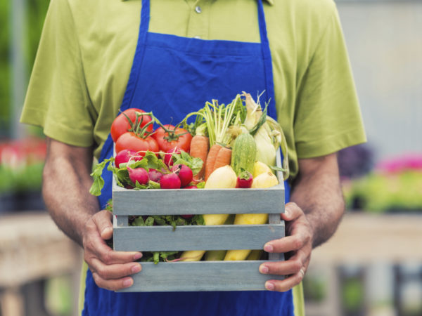 African American mans hands holding a basket on fresh summer vegetables. Focus on hands and basket, head is out of frame. He is wearing a green shirt and blue apron.