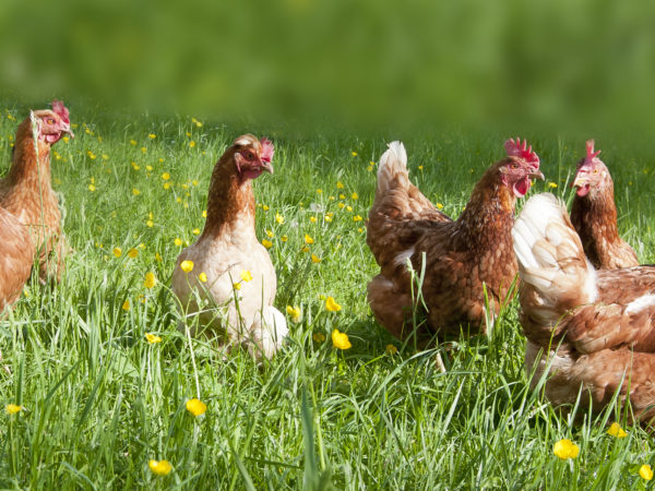 Free range chicken on an organic farm in Austria; Freilandhühner auf einem Bauernhof in Oberösterreich