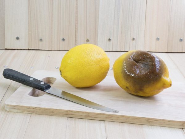 Fresh lemon and rotten lemon put on chopping block and knife, wooden table isolate background.