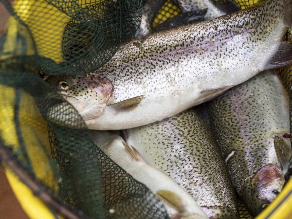 wild caught salmon