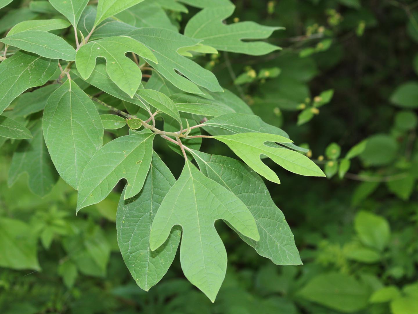 What is a Sassafras tree?