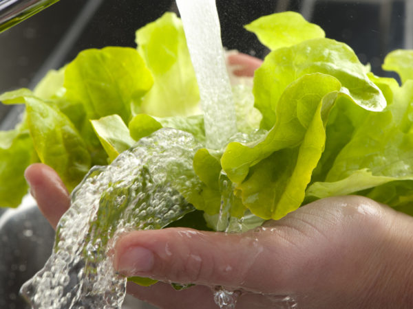 Womans hands washing lettuce leaves in a kitchen sink