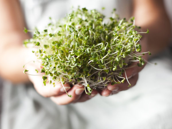 Mature woman holding sprouts of broccoli in her hands. Close-up shot.