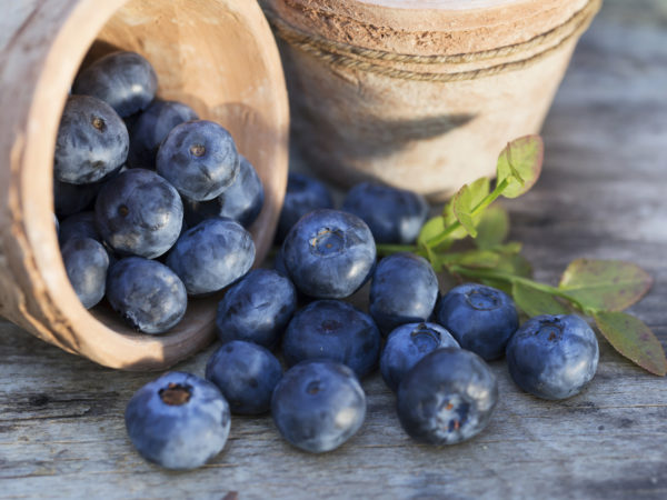 Fresh ripe Blueberries crop in the garden