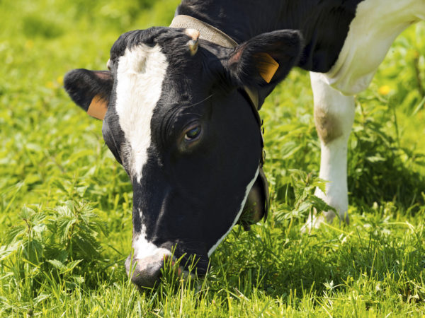 Close up of head of black and white cow while eating the green grass of a meadow