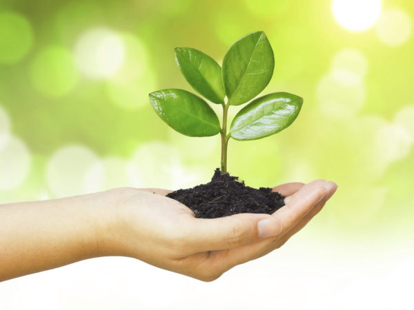 hand holding and caring a young green plant / planting tree / growing a tree / love nature / save the world