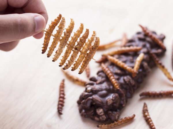Fried insects - Wood worm, bamboo worm insect crispy and candy coated chocolate wafer bars on wooden background. Great source of protein for children, Select focus