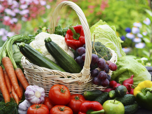 Fresh organic vegetables in wicker basket in the garden.