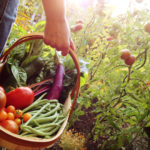 Garden Harvest