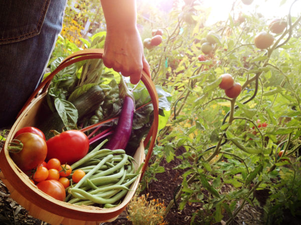 Garden Harvest