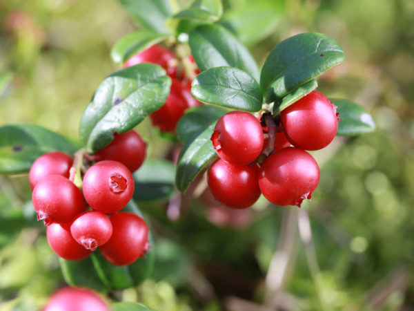 Shrubs and wild berries lingonberries in the forest close up