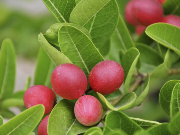 Red ripe miricle fruits on the tree