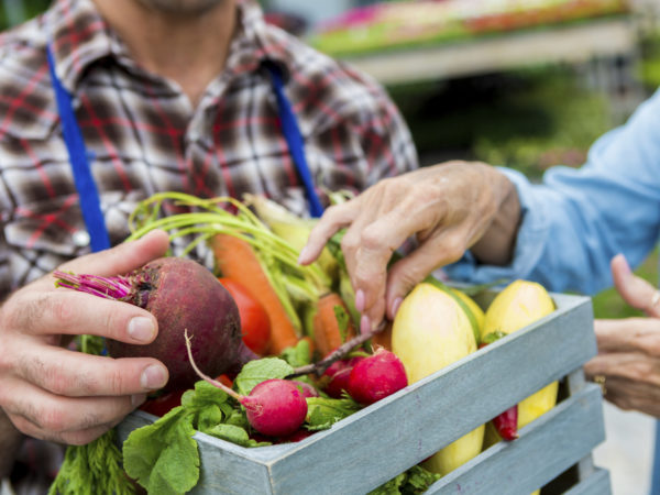 Male farmer selling fresh summer vegetables to senior woman. Carrots, radishes,  and a beet are all in the small basket. The man is wearing a blue apron. Close up of vegetables and hands, the faces are out of the shot.