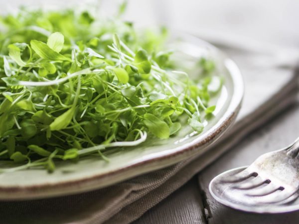 Raw sprouts(microgreens) on wooden background