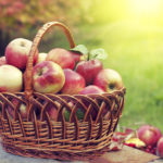 Basket with apples on the grass in the orchard