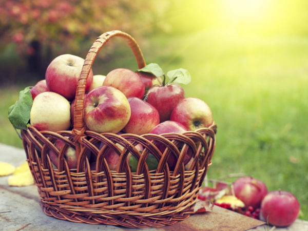 Basket with apples on the grass in the orchard