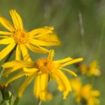 Arnica Montana, wild flower in mountains, natural medicine, Bohemia