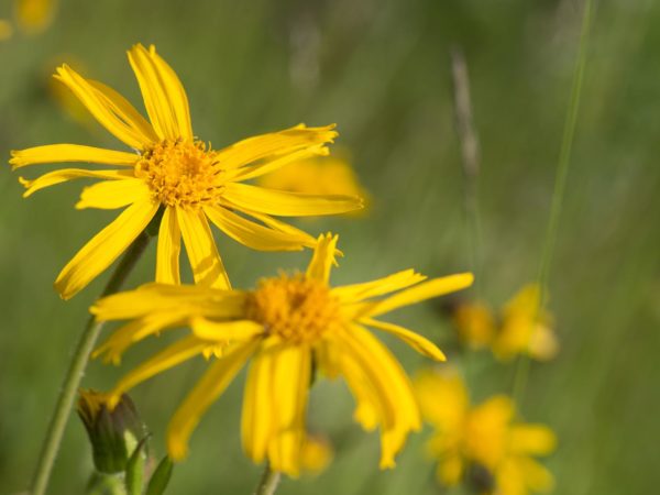 Arnica Montana, wild flower in mountains, natural medicine, Bohemia