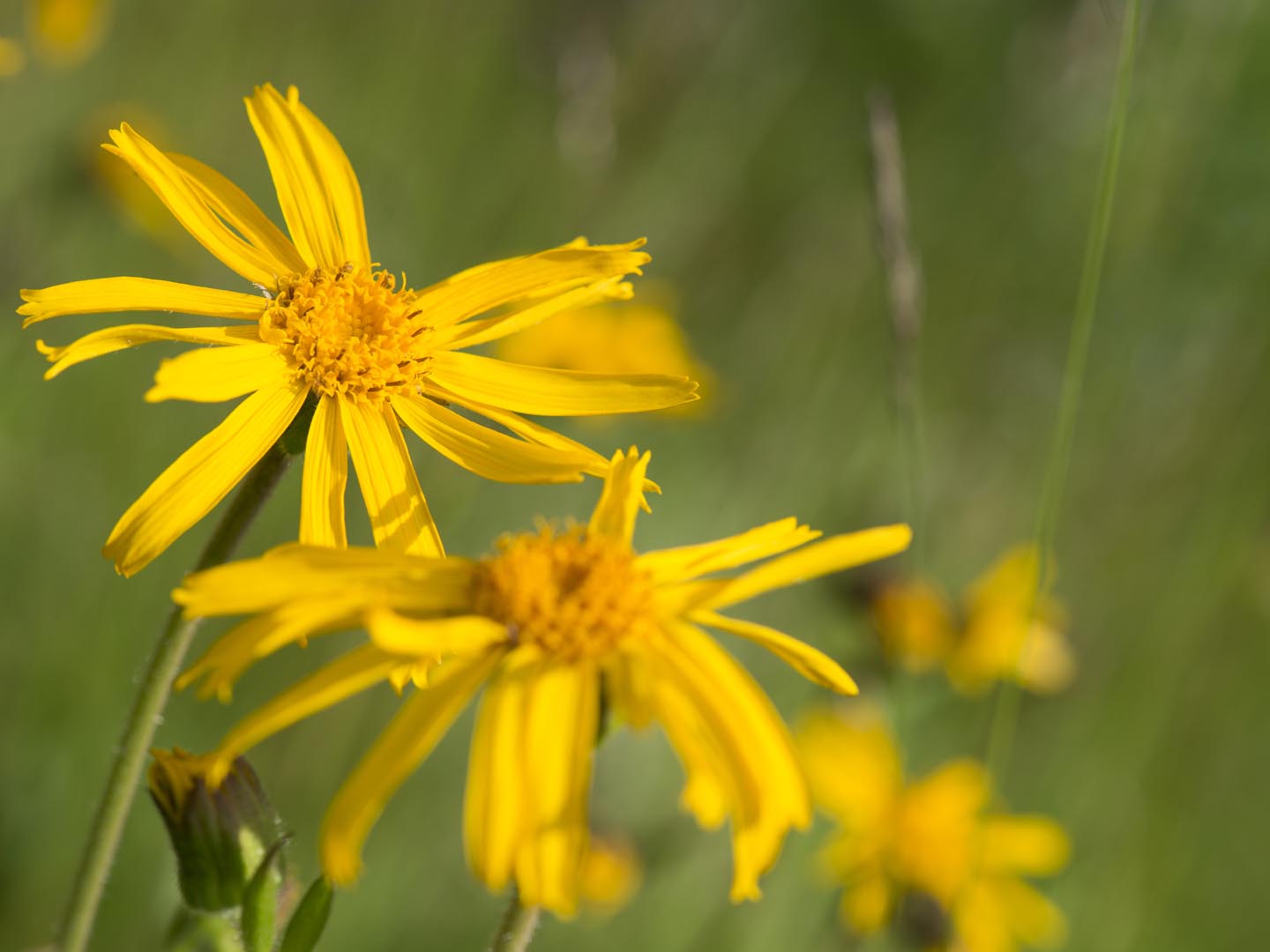Arnica for Pain? - Ask Dr. Weil