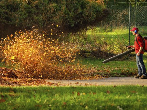 Man operating a heavy duty leaf blower: the leaves are being swirled up and glow in the pleasant sunlight