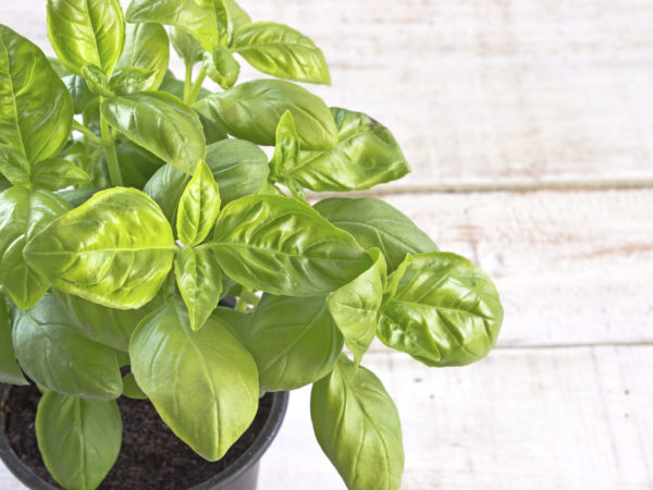 Basil herb over white wooden background