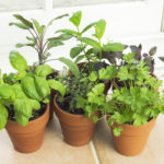 Subject: A potted herb garden with a collection of herb by the window.