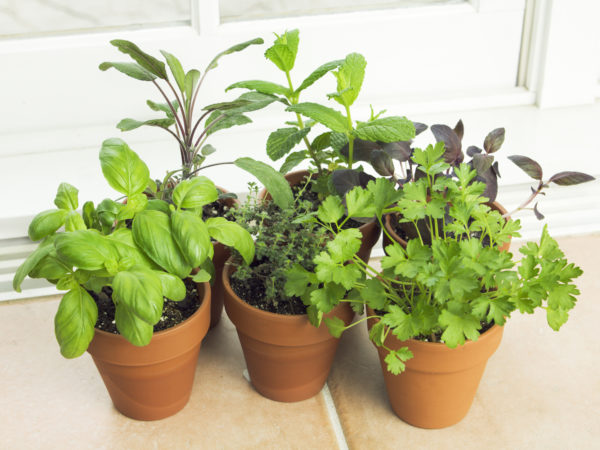 Subject: A potted herb garden with a collection of herb by the window.