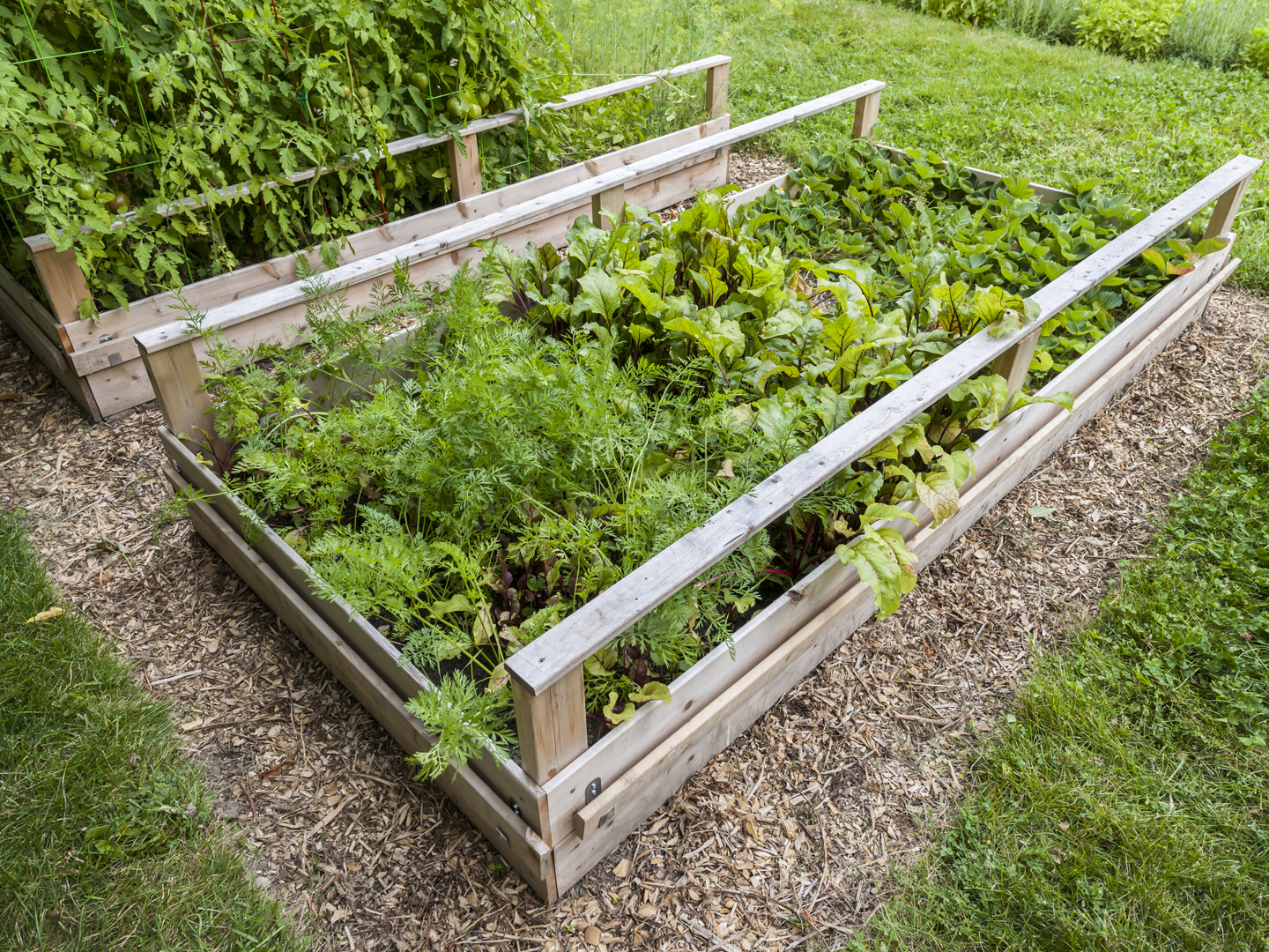 Backyard vegetable garden in wooden raised beds or boxes