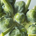 Fresh Brussels Sprouts on the stalk