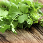 Bunch of fresh coriander on a wooden table