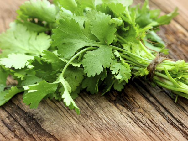 Bunch of fresh coriander on a wooden table