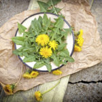 Edible dandelion leaves