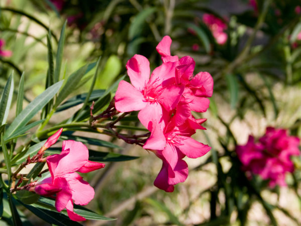 Hot pink oleander blooms.  Early morning sunlight brings out the brilliant color of these blooms.