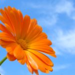 calendula, spring flowers