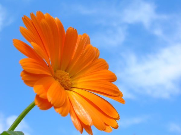 calendula, spring flowers