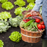 Farmer holding basket full of vegetables