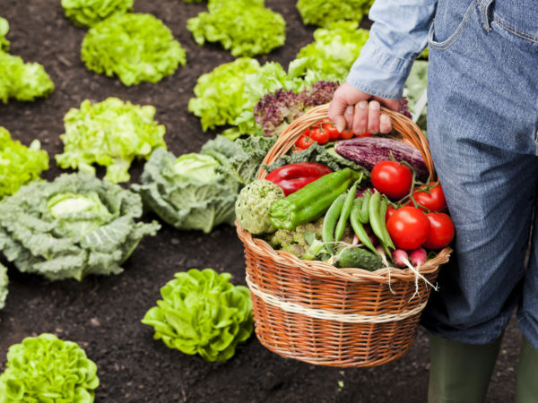 Farmer holding basket full of vegetables