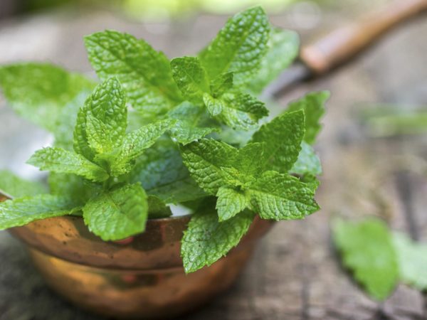 Fresh mint on a wooden table. The rustic style. Selective focus