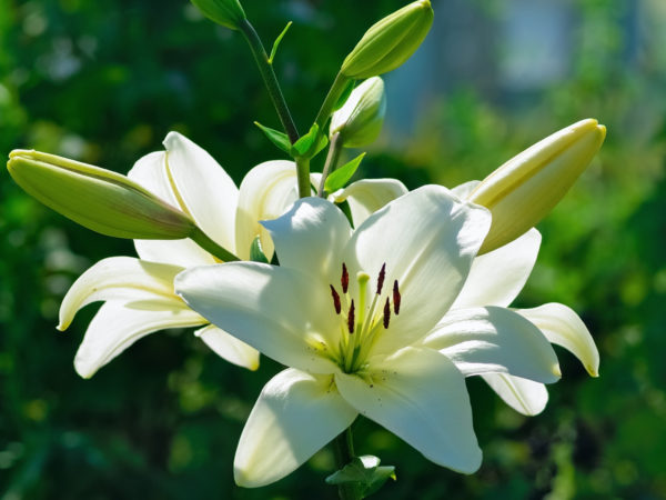 Beautiful white lily flowers on a background of green leaves outdoors. Shallow depth of field. Selective focus.