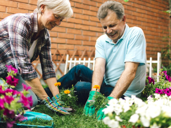 Senior Cheerful Couple planting a flower in a back or front yard together. They are happy to spending time together.